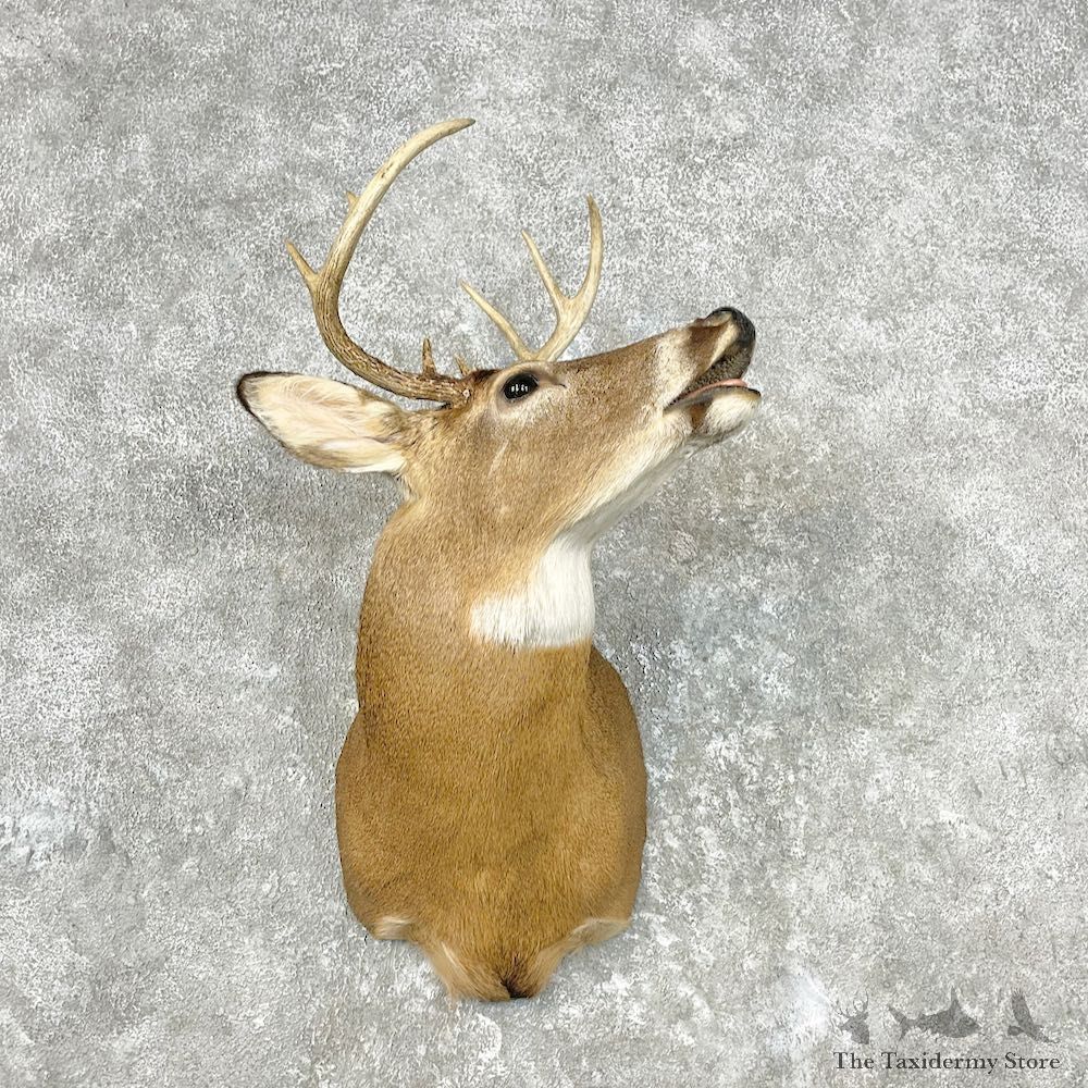 Whitetail Deer Shoulder Mount For Sale #26824 @ The Taxidermy Store