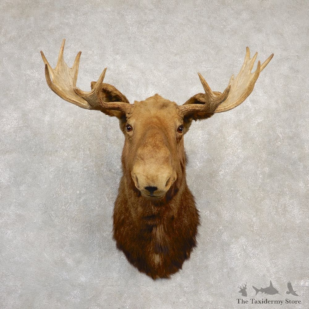 Maine Moose Shoulder Mount For Sale #20512 @ The Taxidermy Store