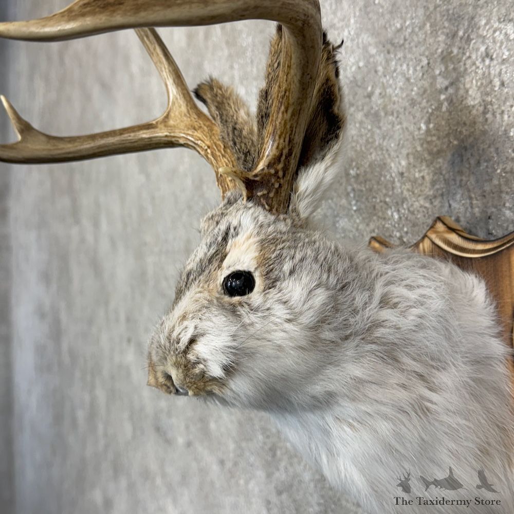 Jackalope Shoulder Mount For Sale #30125 @ The Taxidermy Store