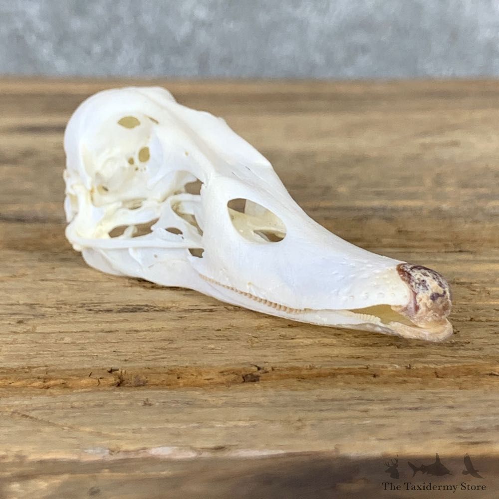 Redhead Duck Skull Mount For Sale #23037 @ The Taxidermy Store