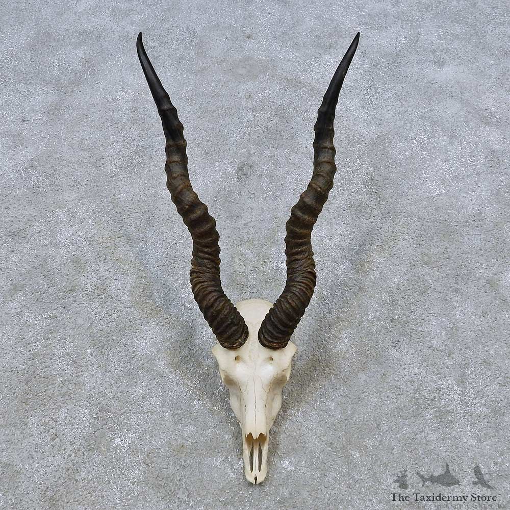 Blackbuck Skull & Horn European Mount For Sale #14540 @ The Taxidermy Store
