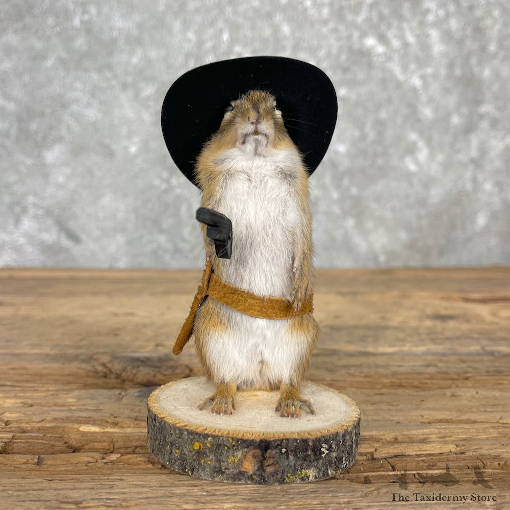 Cowboy Chipmunk Novelty Mount For Sale #26102 @ The Taxidermy Store