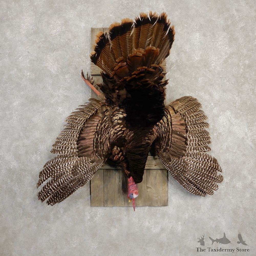 Eastern Turkey Bird Mount For Sale #20302 @ The Taxidermy Store
