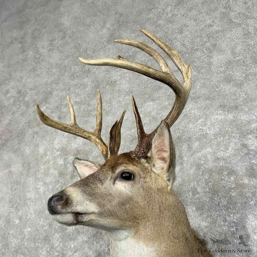 Whitetail Deer Shoulder Mount For Sale #31214 @ The Taxidermy Store