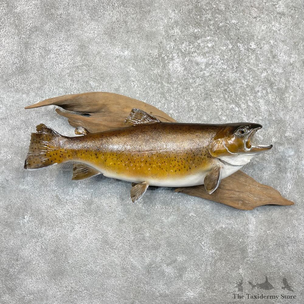 Brown Trout Fish Mount For Sale #27453 @ The Taxidermy Store