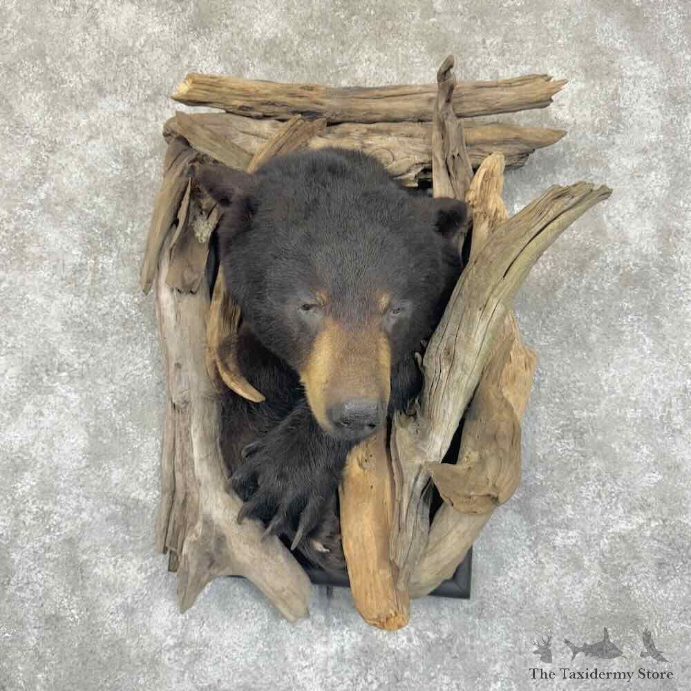 Black Bear Shoulder Mount For Sale #30941 @ The Taxidermy Store
