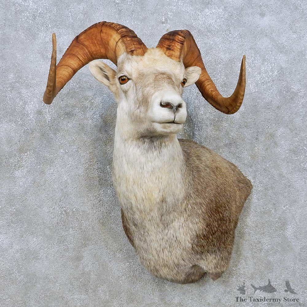 Stone Sheep Shoulder Mount For Sale #15008 @ The Taxidermy Store
