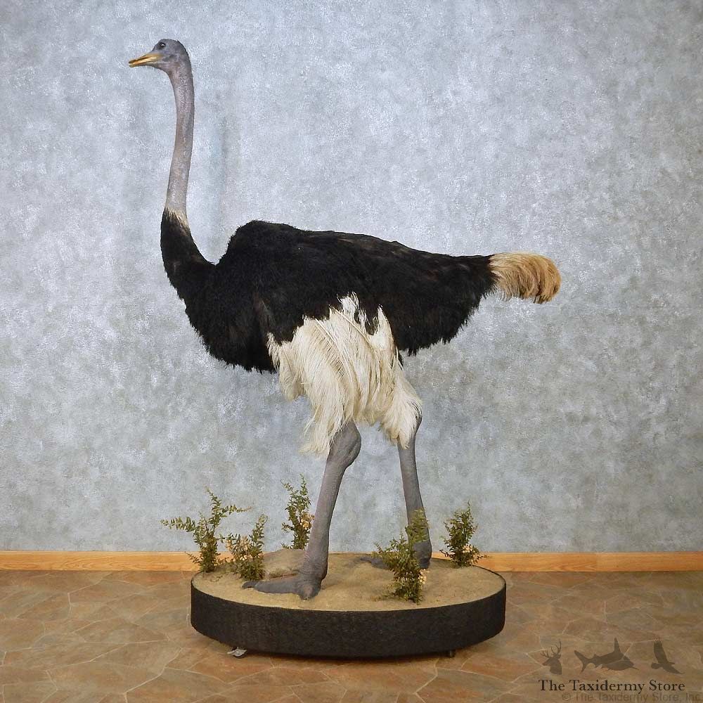 Standing Ostrich Life-Size Mount For Sale #15082 @ The Taxidermy Store