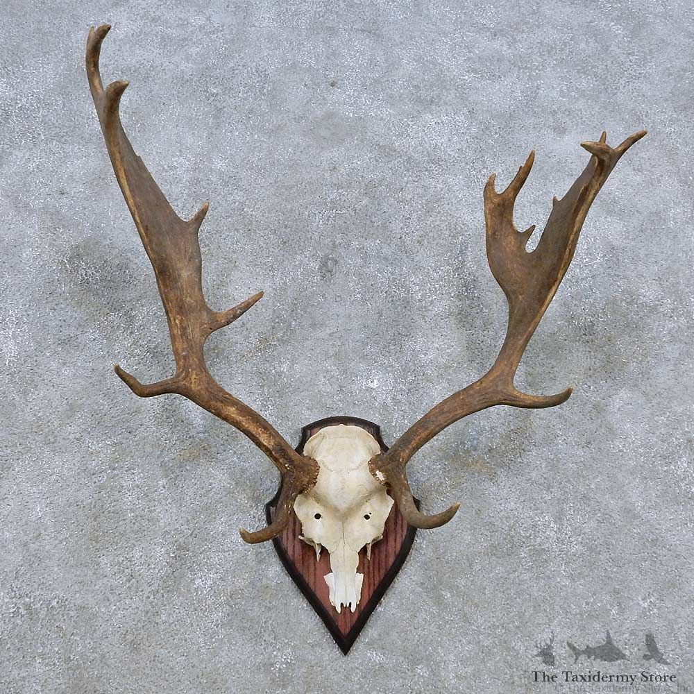Fallow Deer Skull Antler European Mount For Sale #14541 @ The Taxidermy Store