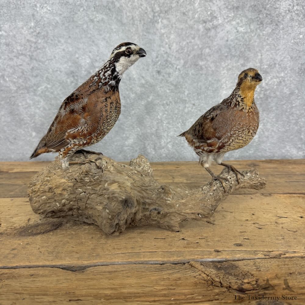 Bobwhite Quail Pair Bird Mount For Sale #32385 @ The Taxidermy Store