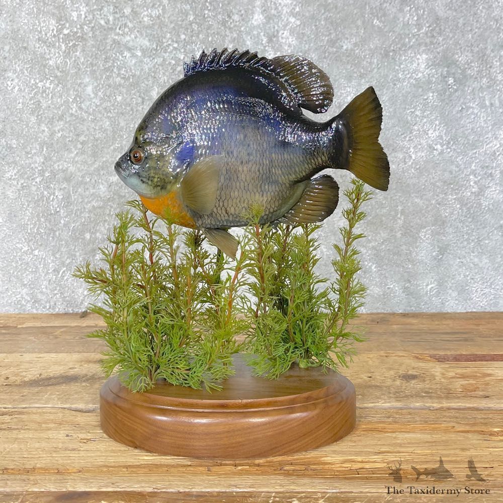 Bluegill Taxidermy Fish Mount #24824 For Sale @ The Taxidermy Store
