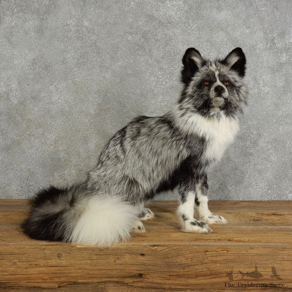 Platinum Fox Life-Size Mount For Sale #17040 @ The Taxidermy Store