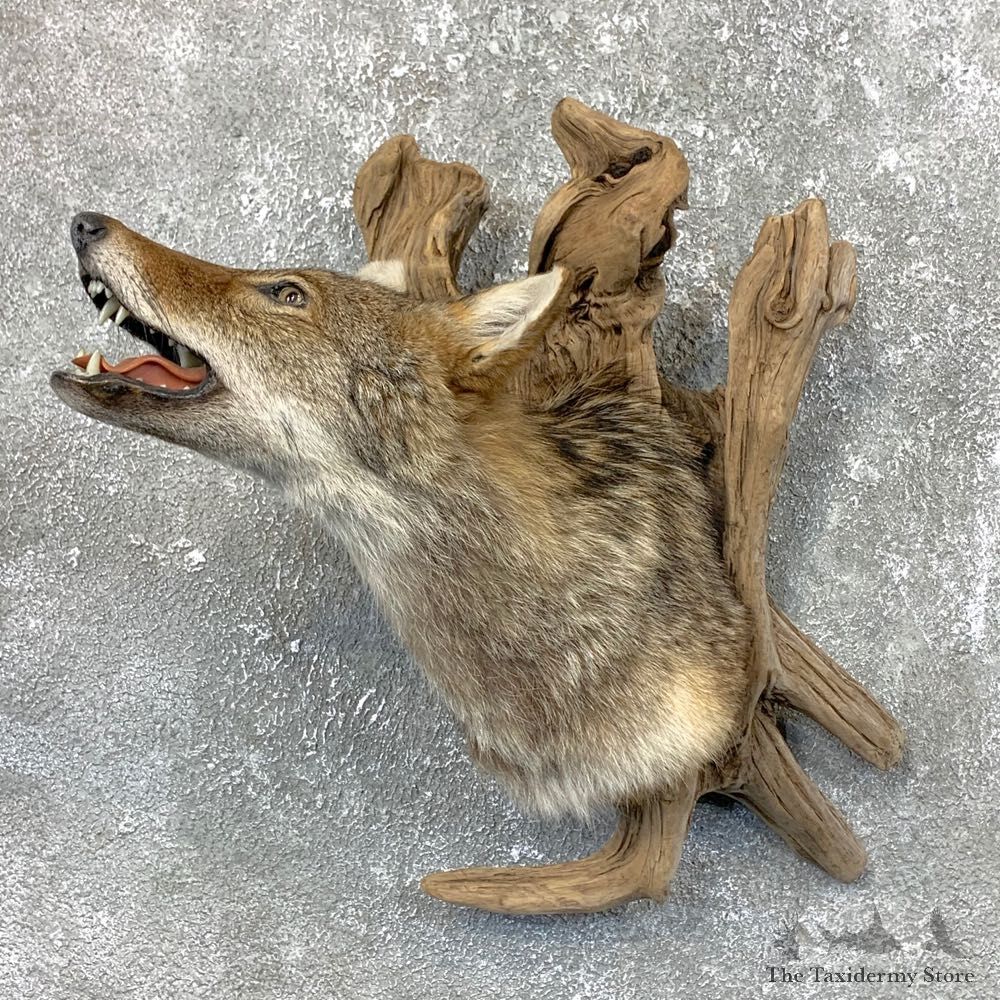 Coyote Shoulder Taxidermy Mount #23722 @ The Taxidermy Store