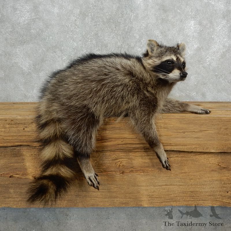 Raccoon Life-Size Mount For Sale #18139 @ The Taxidermy Store