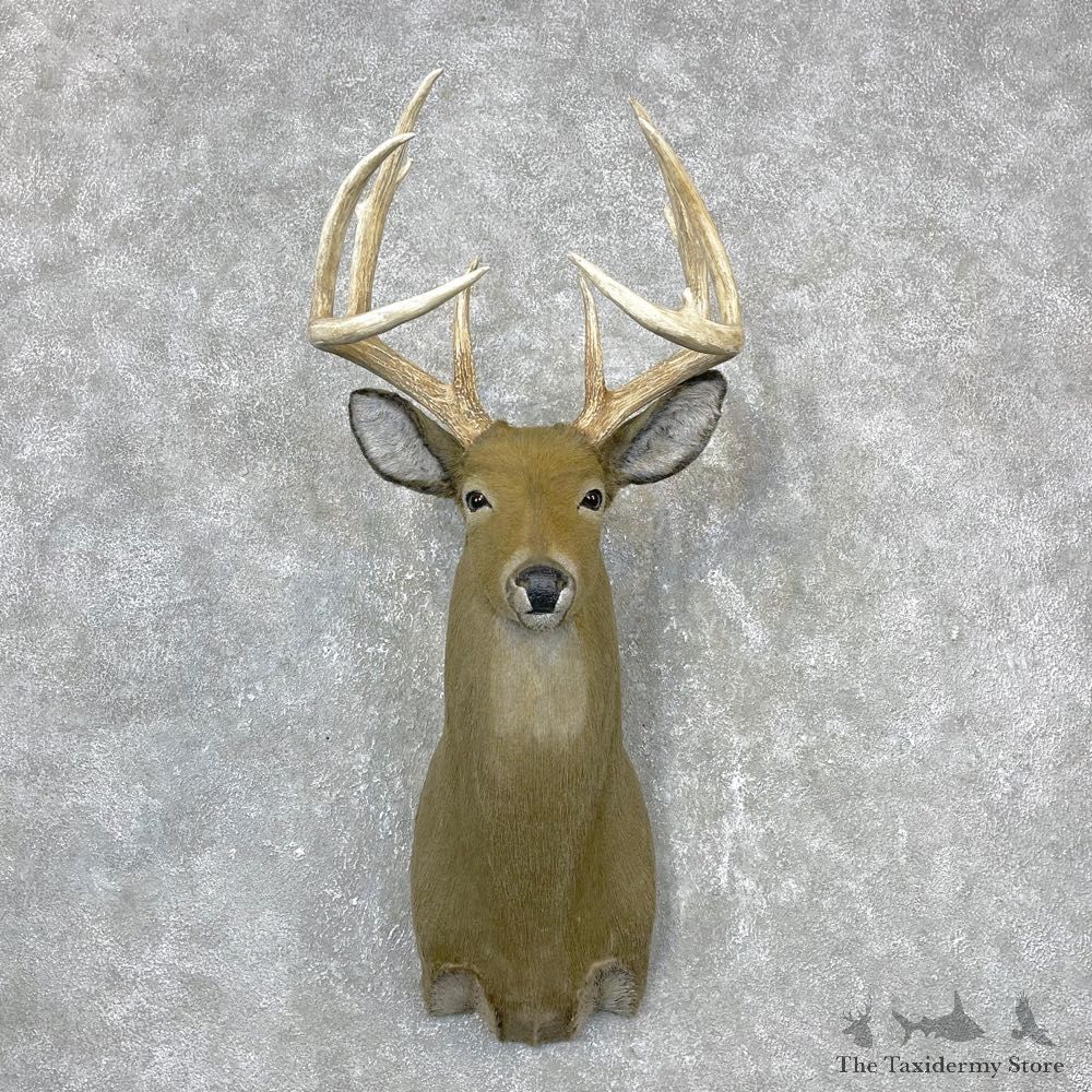 Reproduction Whitetail Deer Shoulder Mount #24410 For Sale - The Taxidermy Store