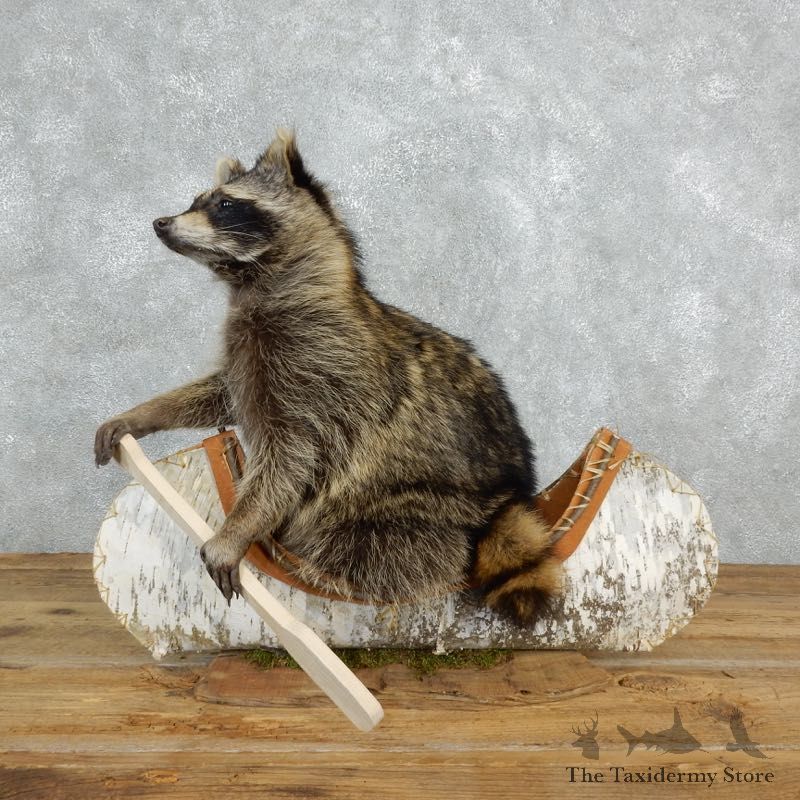 Canoeing Raccoon Novelty Mount For Sale #18260 @ The Taxidermy Store