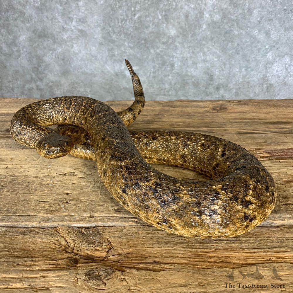 Eastern Diamondback Rattlesnake Mount For Sale #21377 @ The Taxidermy Store