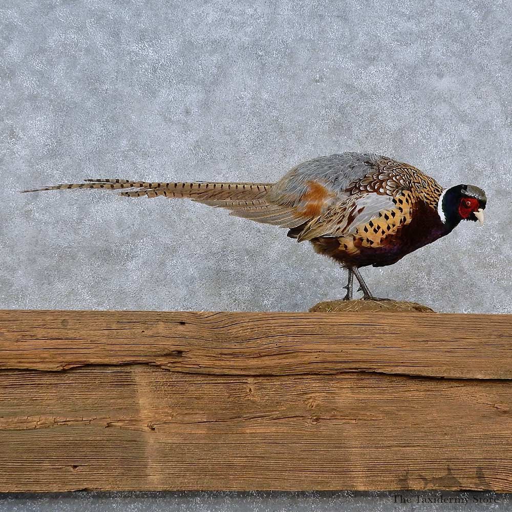 Ringneck Pheasant Life-Size Mount For Sale #15211 @ The Taxidermy Store
