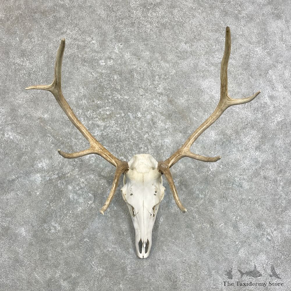 Rocky Mountain Elk Skull European Mount For Sale #28023 @ The Taxidermy Store