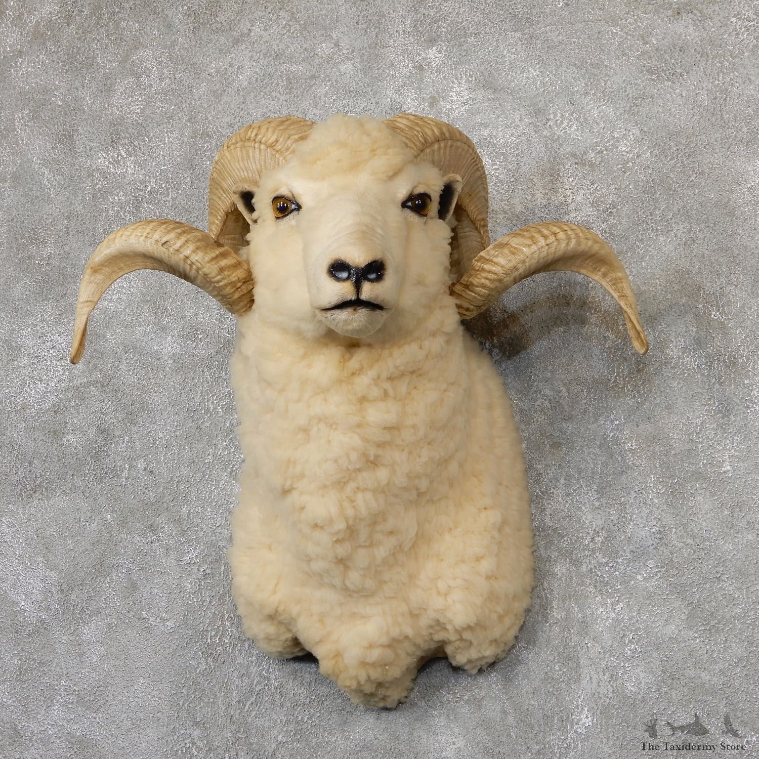 Barbados Sheep Taxidermy Mount #19306 For Sale @ The Taxidermy Store