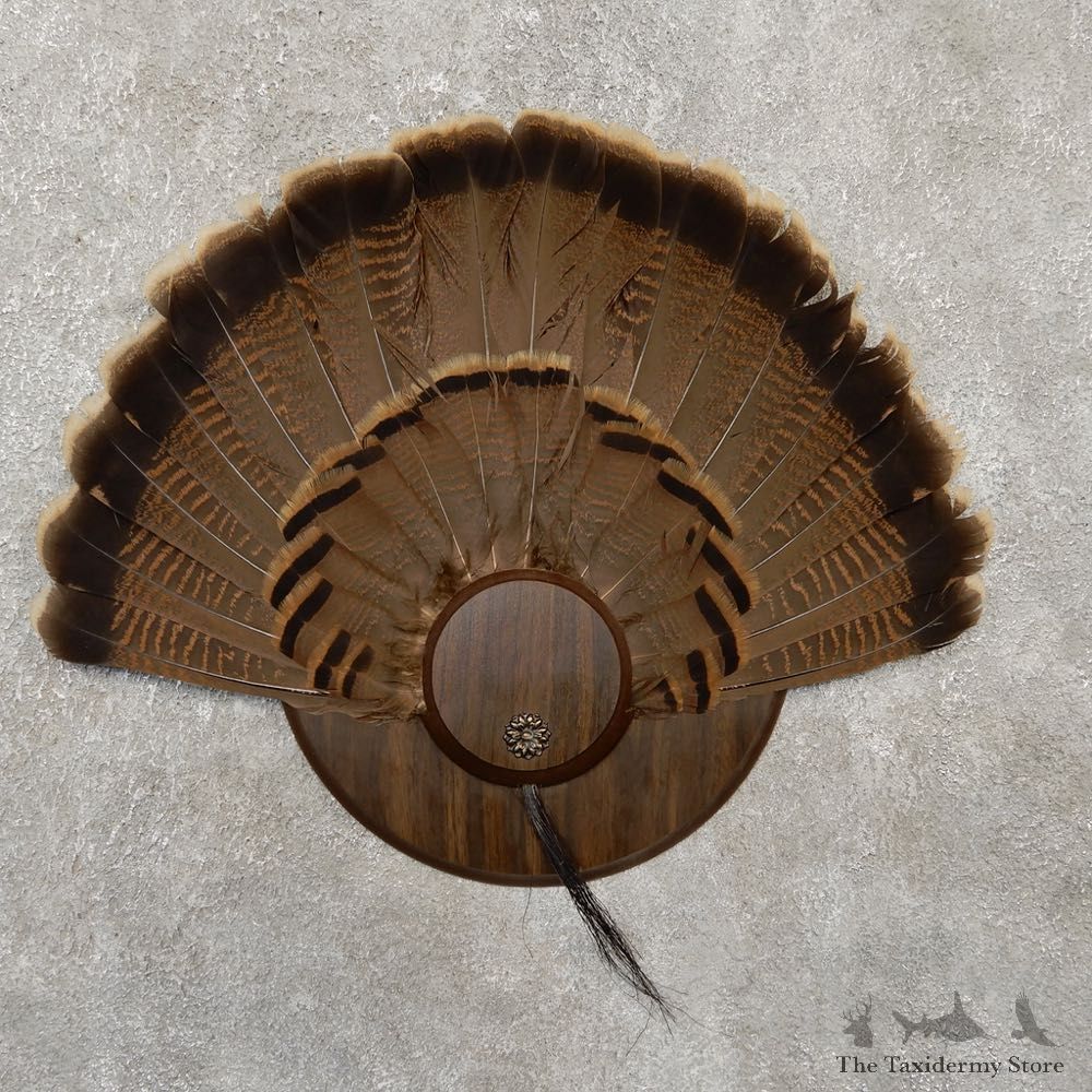 Eastern Wild Turkey Fan For Sale #20157 @ The Taxidermy Store