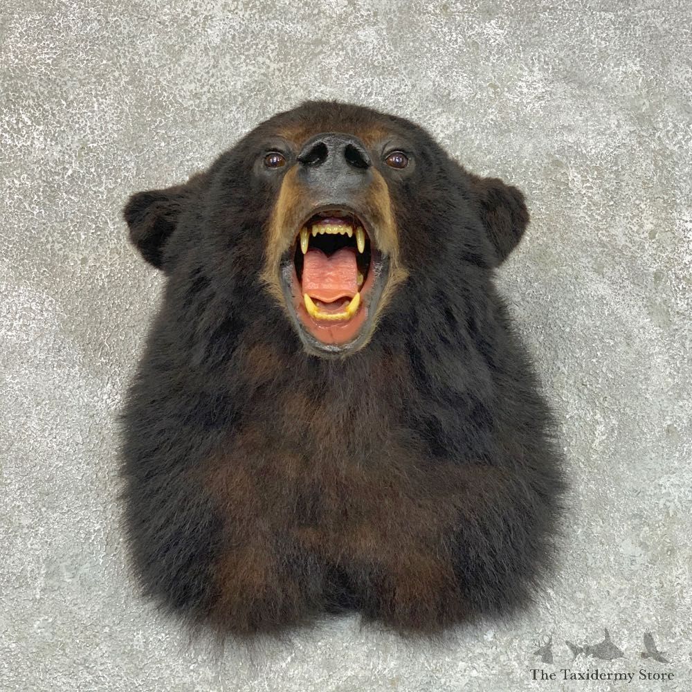 Black Bear Shoulder Mount For Sale #22812 @ The Taxidermy Store
