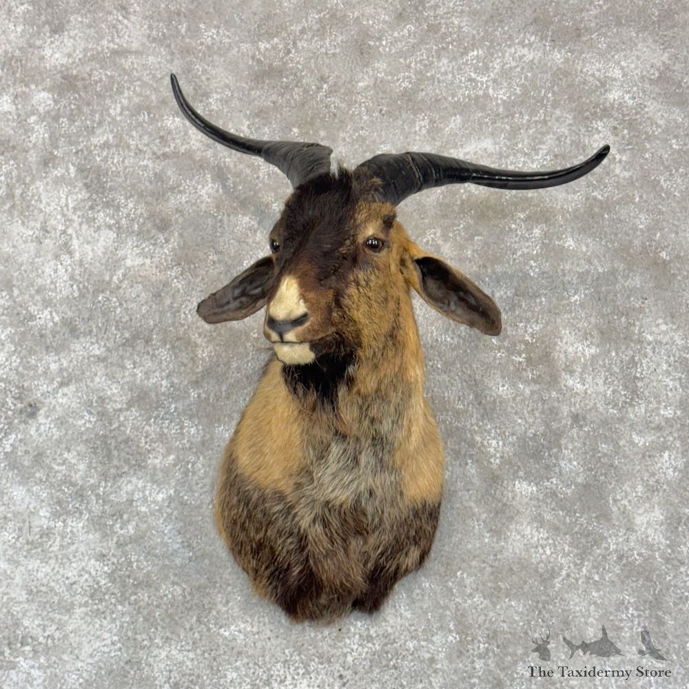 Feral Goat Shoulder Mount For Sale #30262 @ The Taxidermy Store