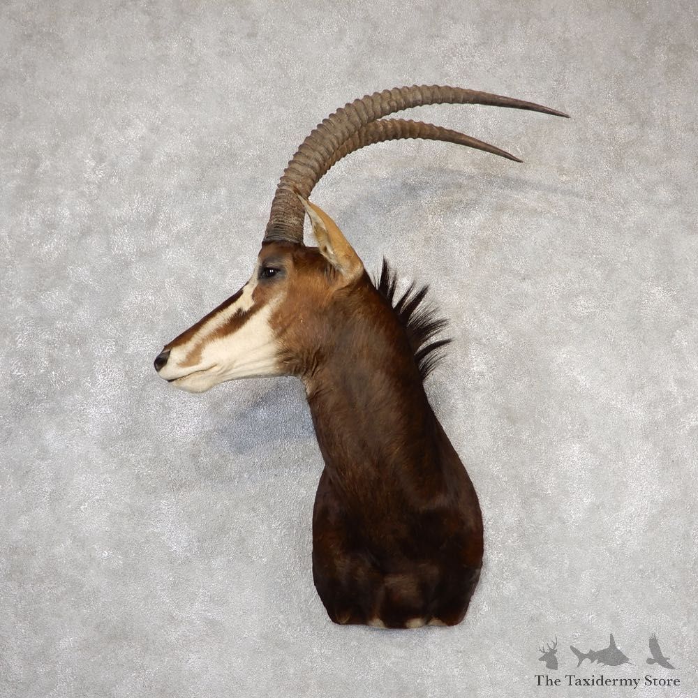 African Sable Shoulder Mount For Sale #18813 For Sale @ The Taxidermy Store