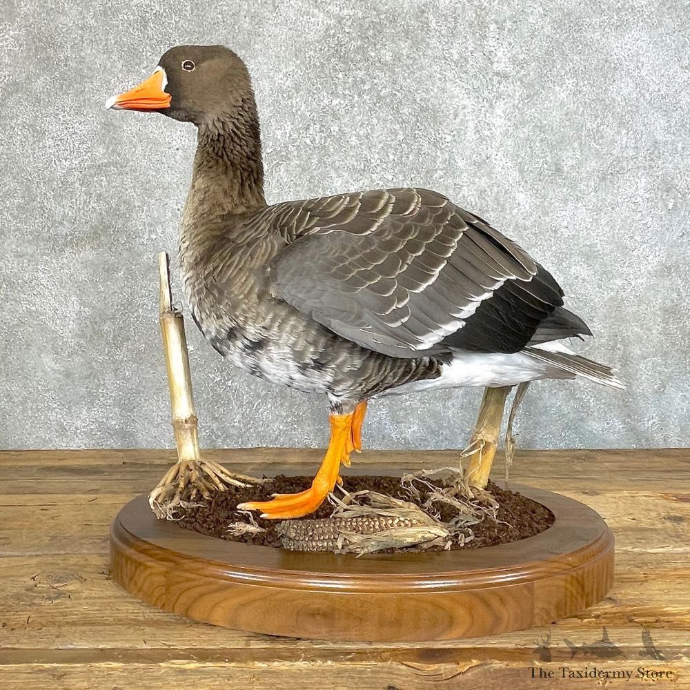 Specklebelly Goose Bird Mount For Sale #24219 @ The Taxidermy Store