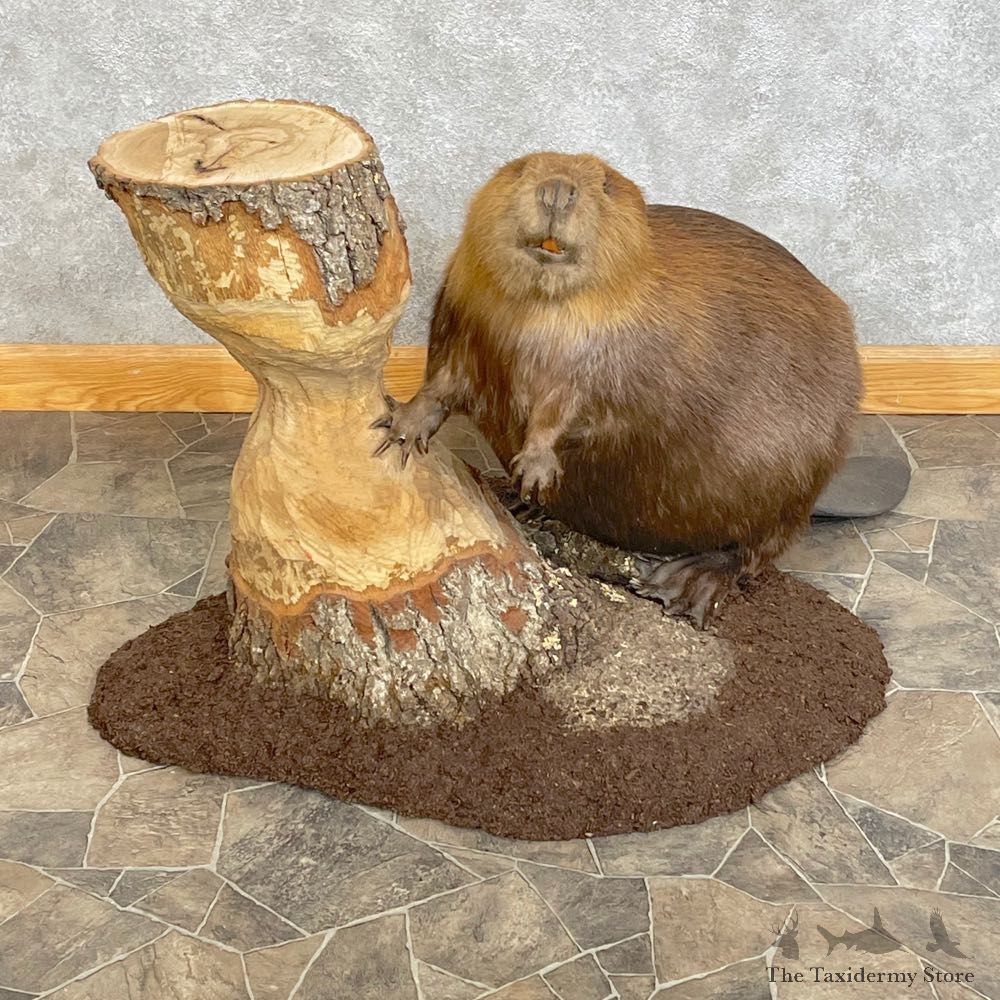 North American Beaver Mount For Sale #24629 @ The Taxidermy Store