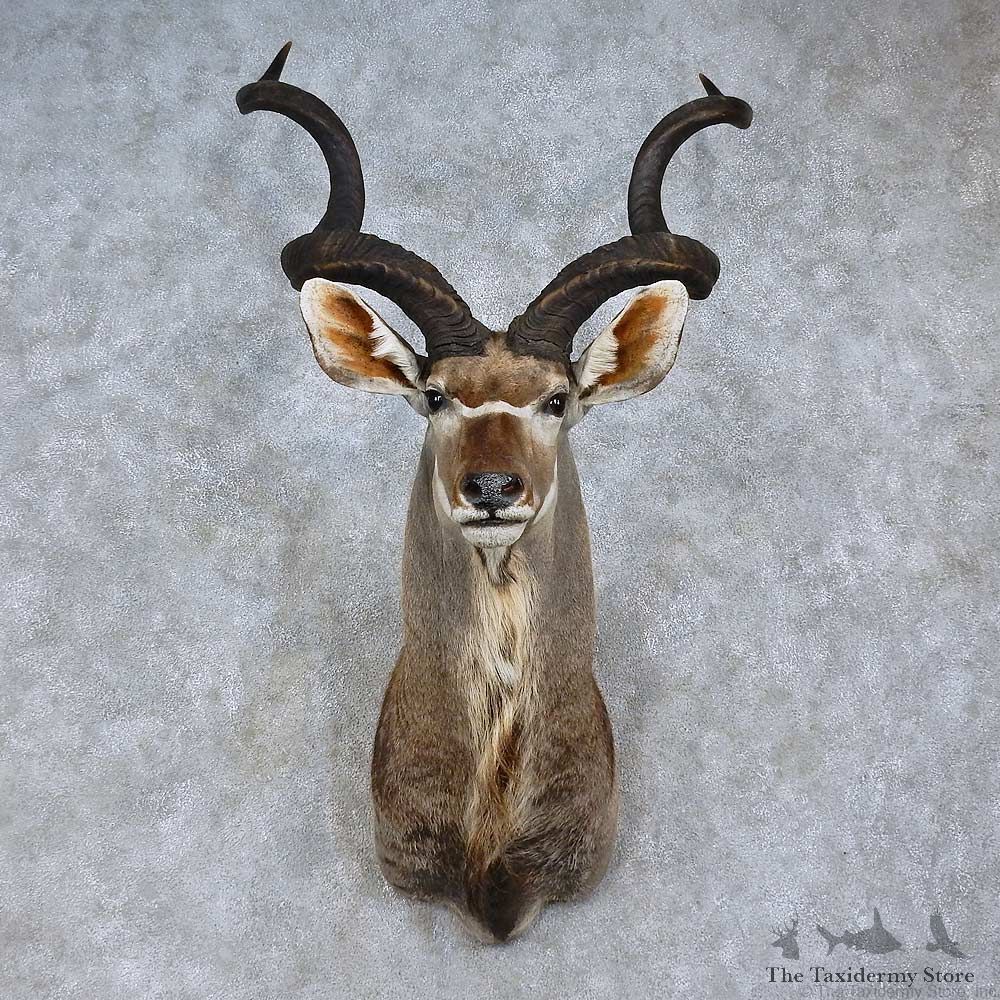 Greater Kudu Shoulder Mount For Sale #15766 @ The Taxidermy Store