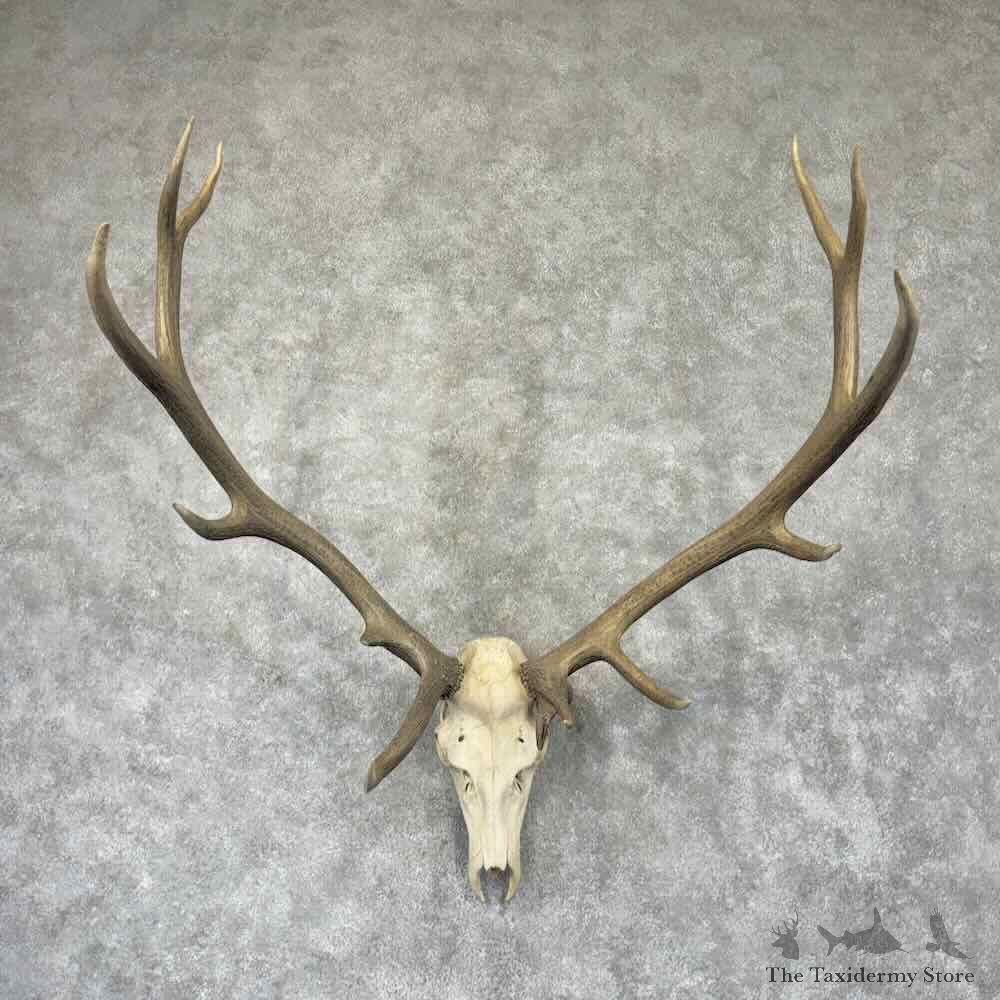 Rocky Mountain Elk Skull European Mount For Sale #32351 @ The Taxidermy Store