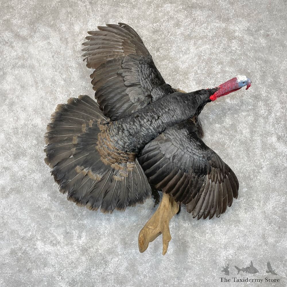 Norfolk Black Turkey Bird Mount For Sale #28551 @ The Taxidermy Store