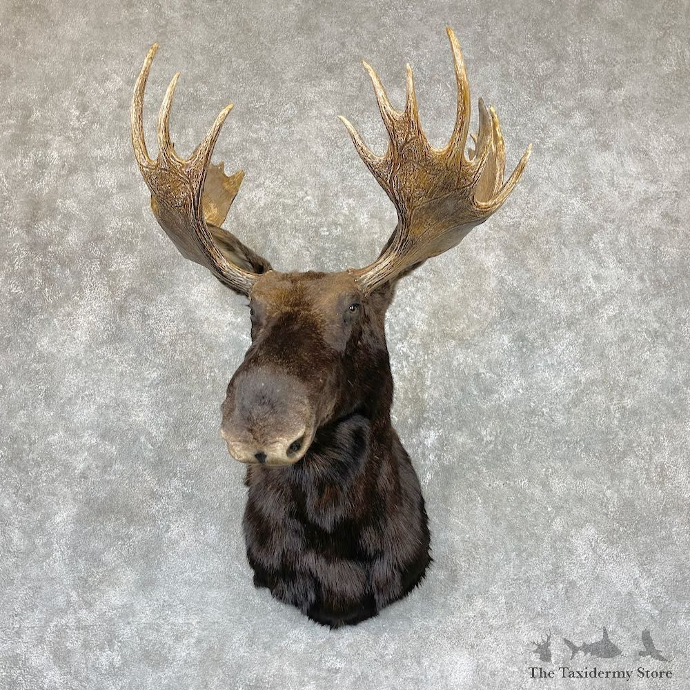 Canadian Moose Shoulder Mount For Sale #26733 @ The Taxidermy Store