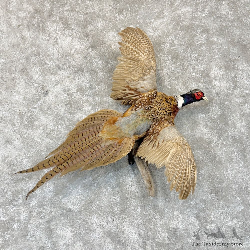 Ringneck Pheasant Bird Mount For Sale #30162 @ The Taxidermy Store