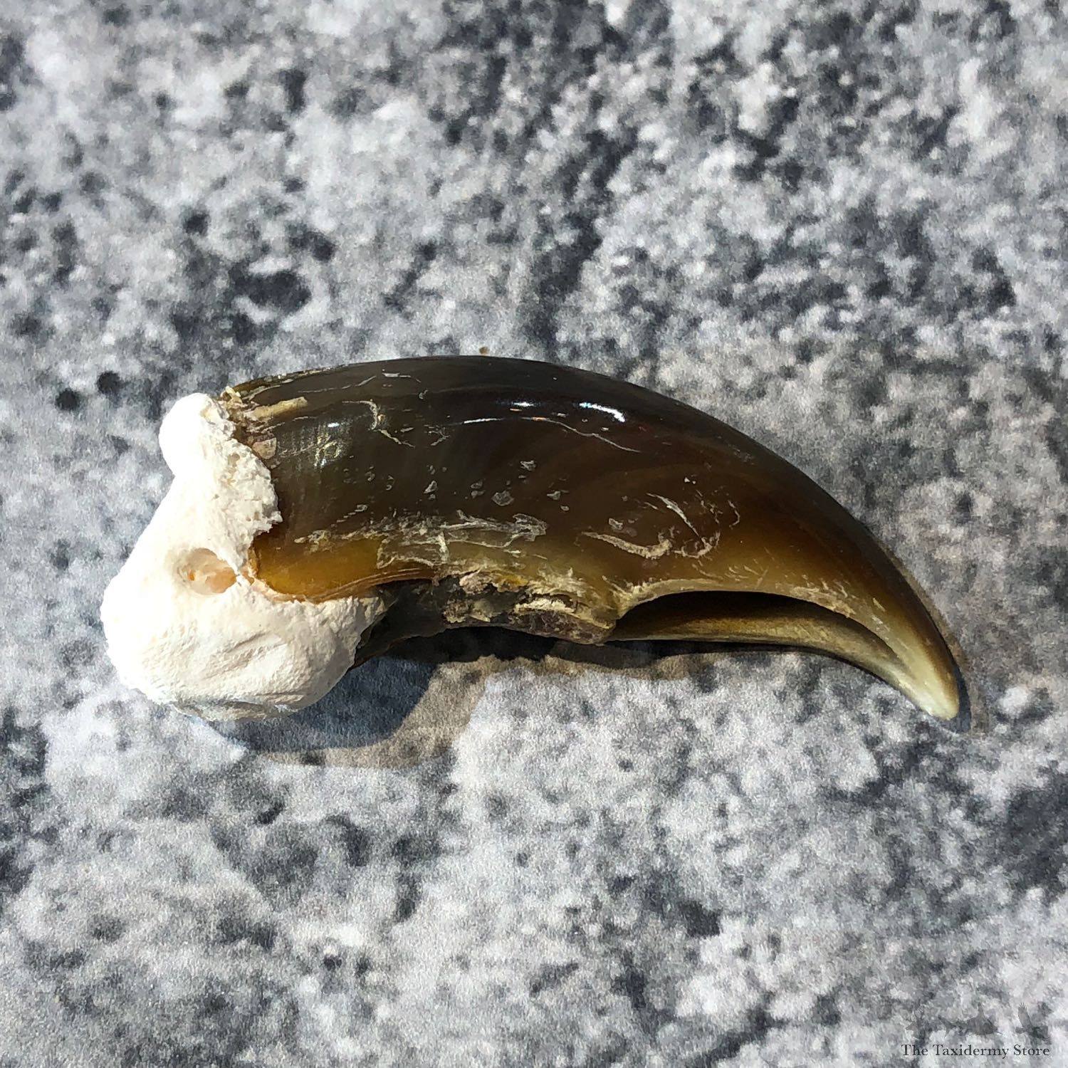 Polar Bear Claw Taxidermy For Sale #19608 - The Taxidermy Store