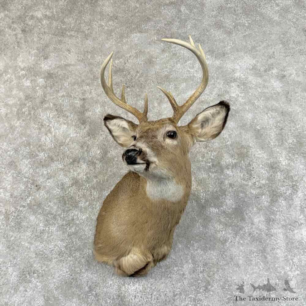 Whitetail Deer Shoulder Mount For Sale #31463 @ The Taxidermy Store