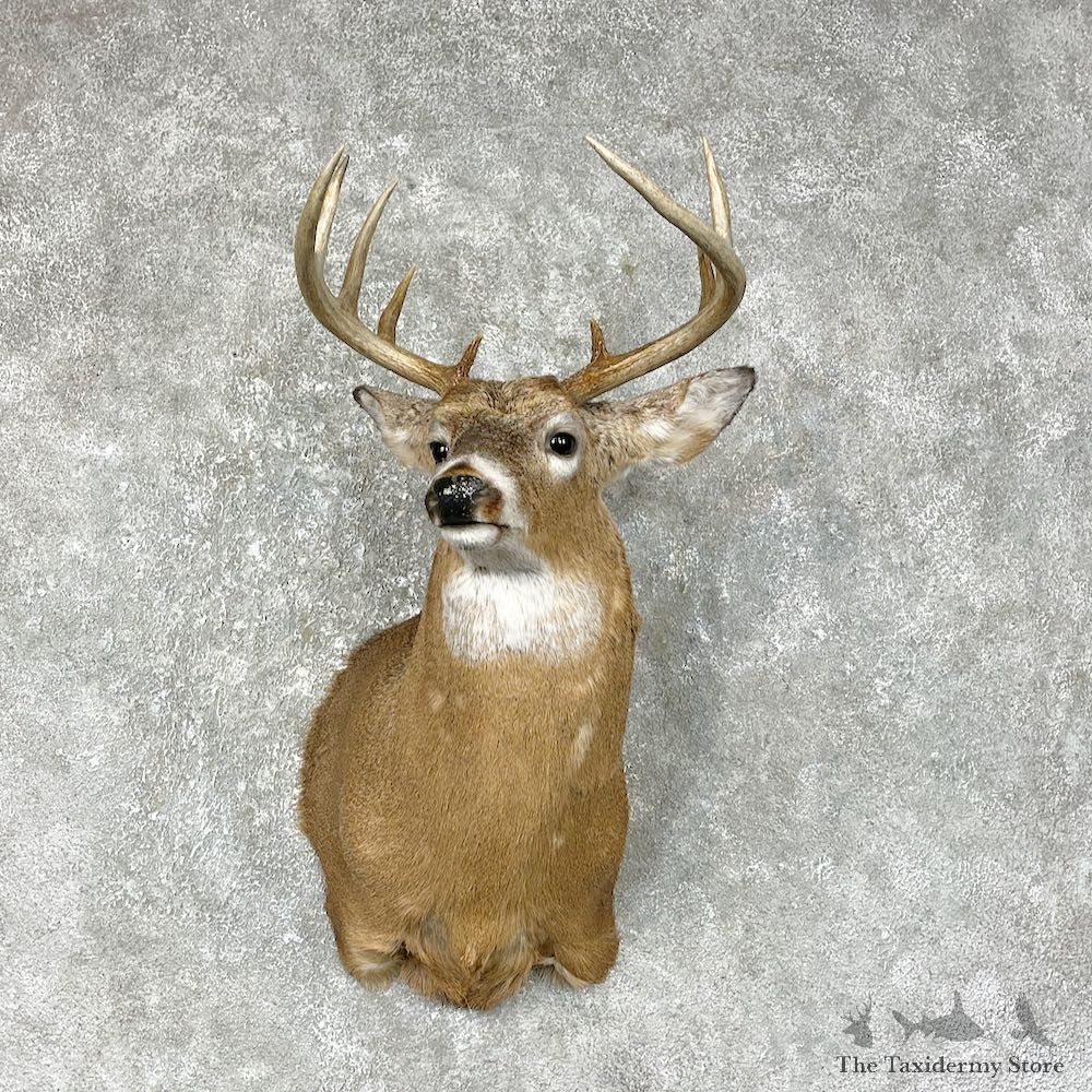 Whitetail Deer Shoulder Mount #25307 For Sale - The Taxidermy Store