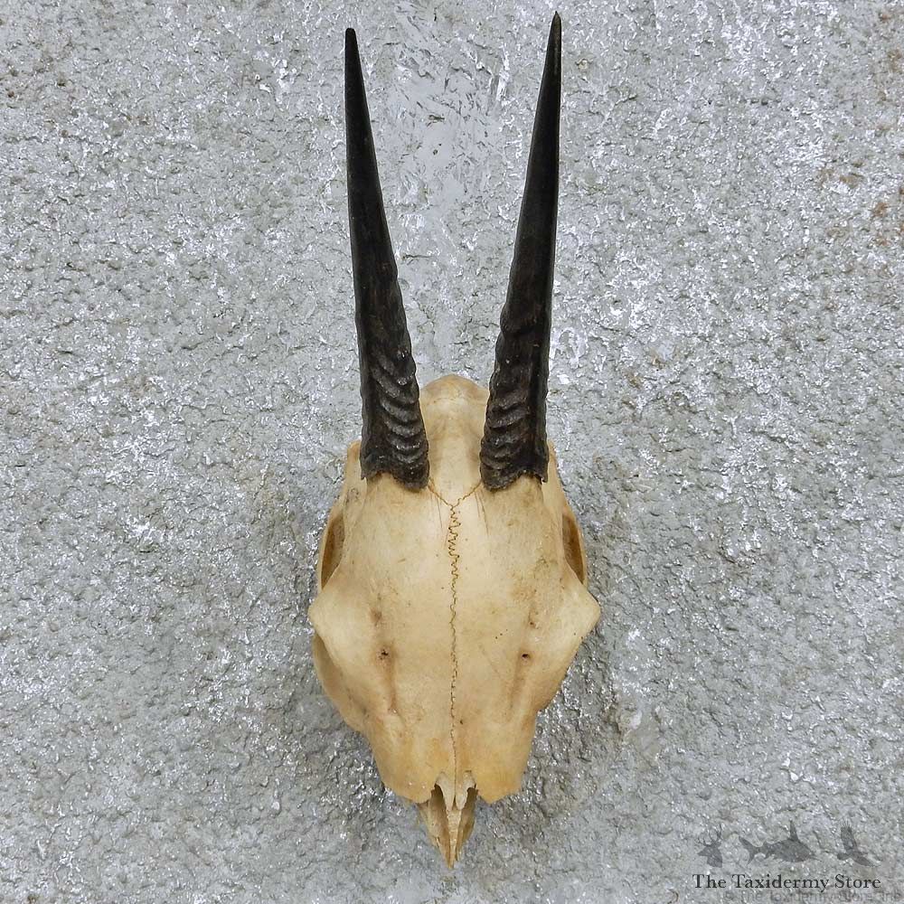 Duiker Skull & Horn European Mount For Sale #15170 @ The Taxidermy Store