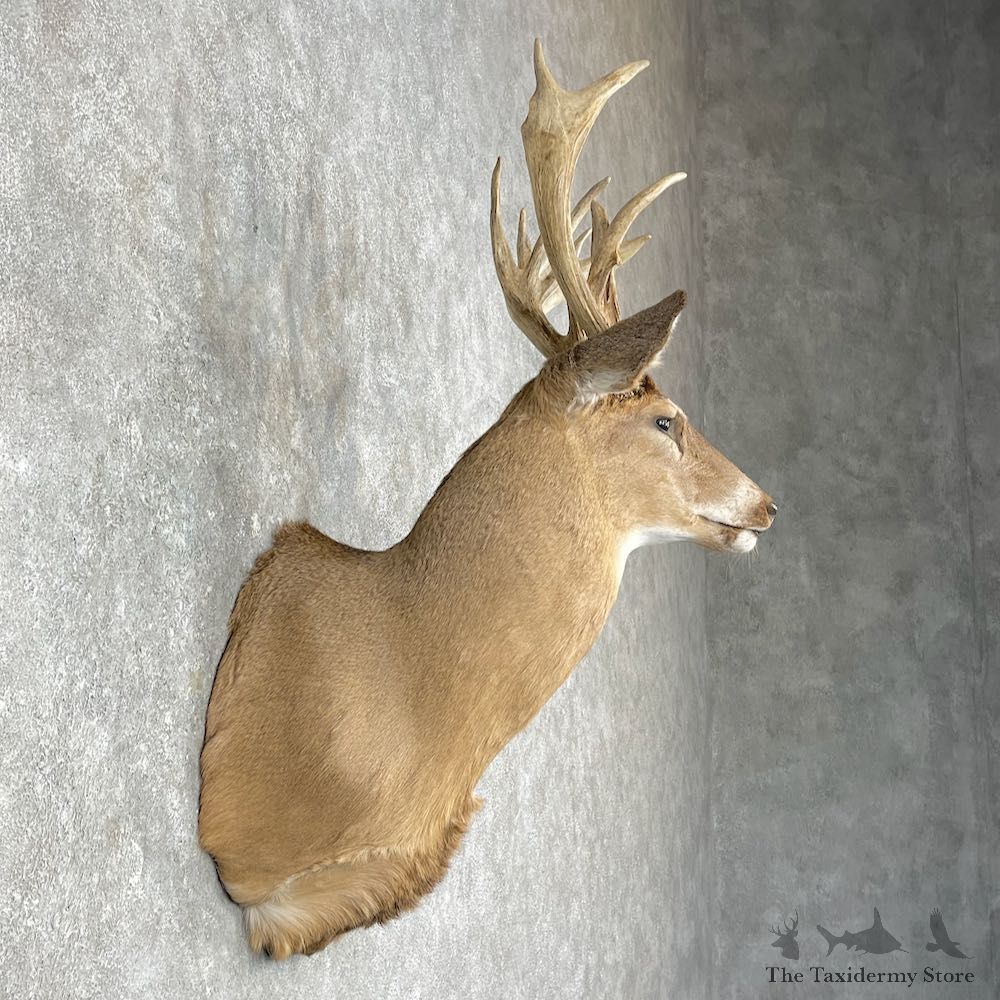 Whitetail Deer Taxidermy Shoulder Mount For Sale #25873 @ The Taxidermy Store