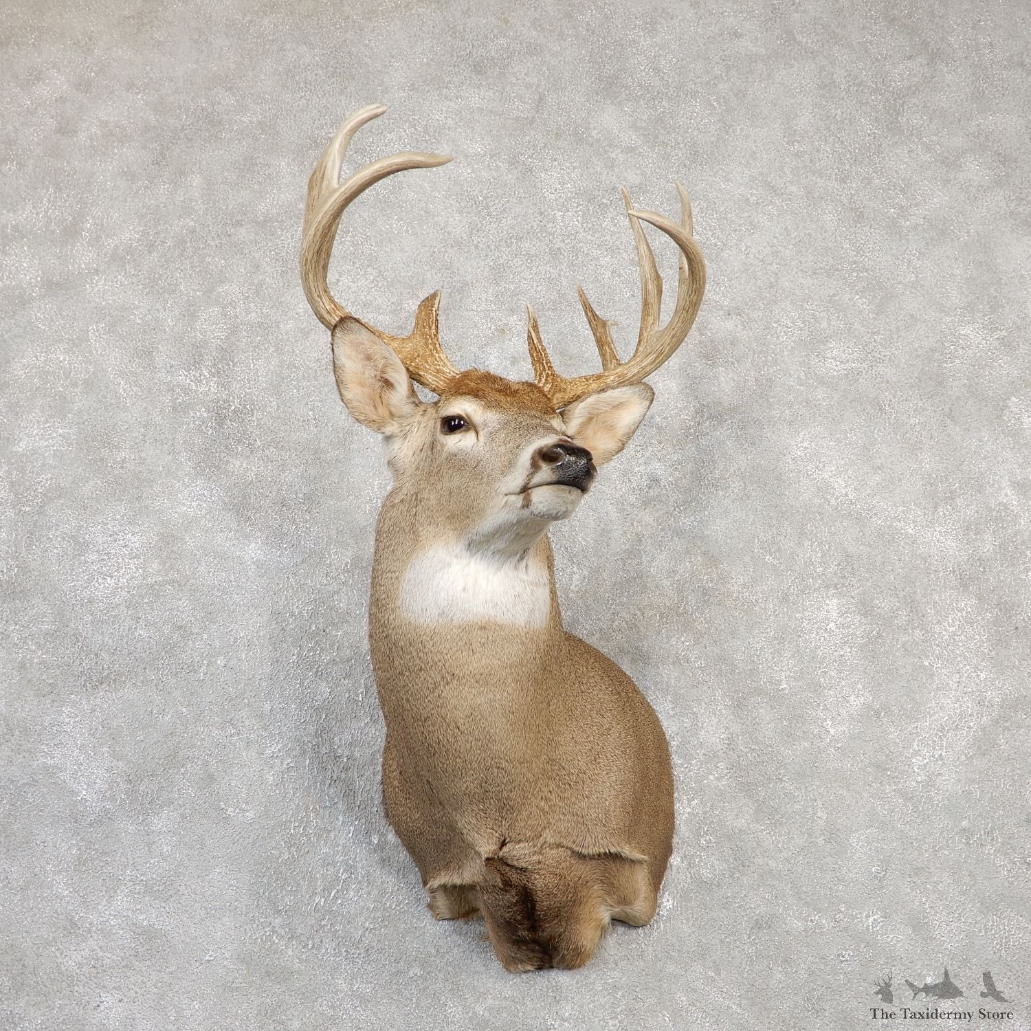 Whitetail Deer Shoulder Taxidermy Mount For Sale #20001 @ The Taxidermy Store.jpg