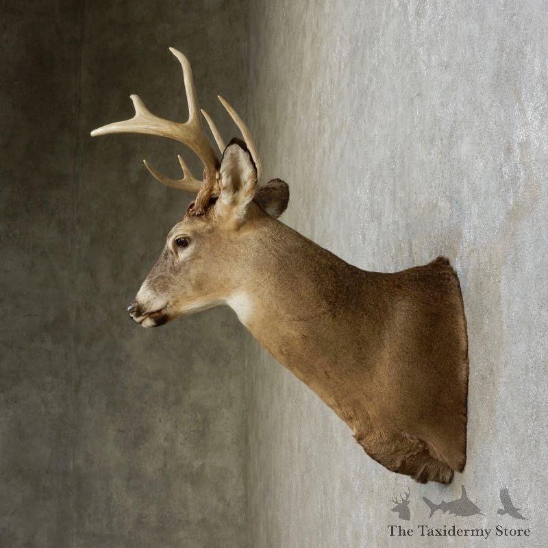Whitetail Deer Shoulder Taxidermy Mount For Sale