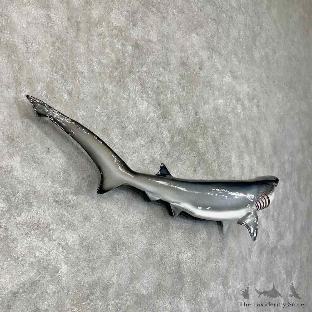 Bluntnose Sixgill Shark Reproduction Mount For Sale #30451 @ The Taxidermy Store