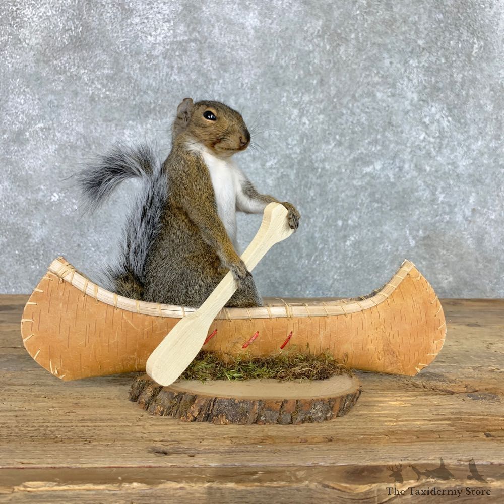 Canoe Squirrel Novelty Mount For Sale #22418 @ The Taxidermy Store