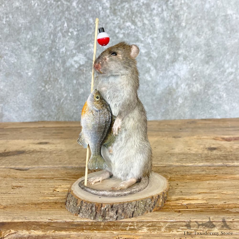 Fishing Rat Novelty Mount For Sale #26556 @ The Taxidermy Store