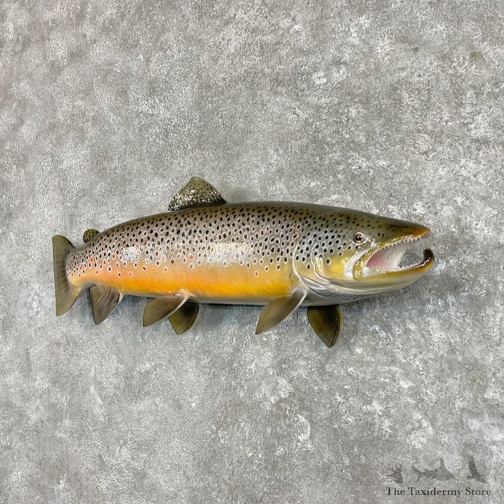 Brown Trout Fish Mount For Sale #27557 @ The Taxidermy Store