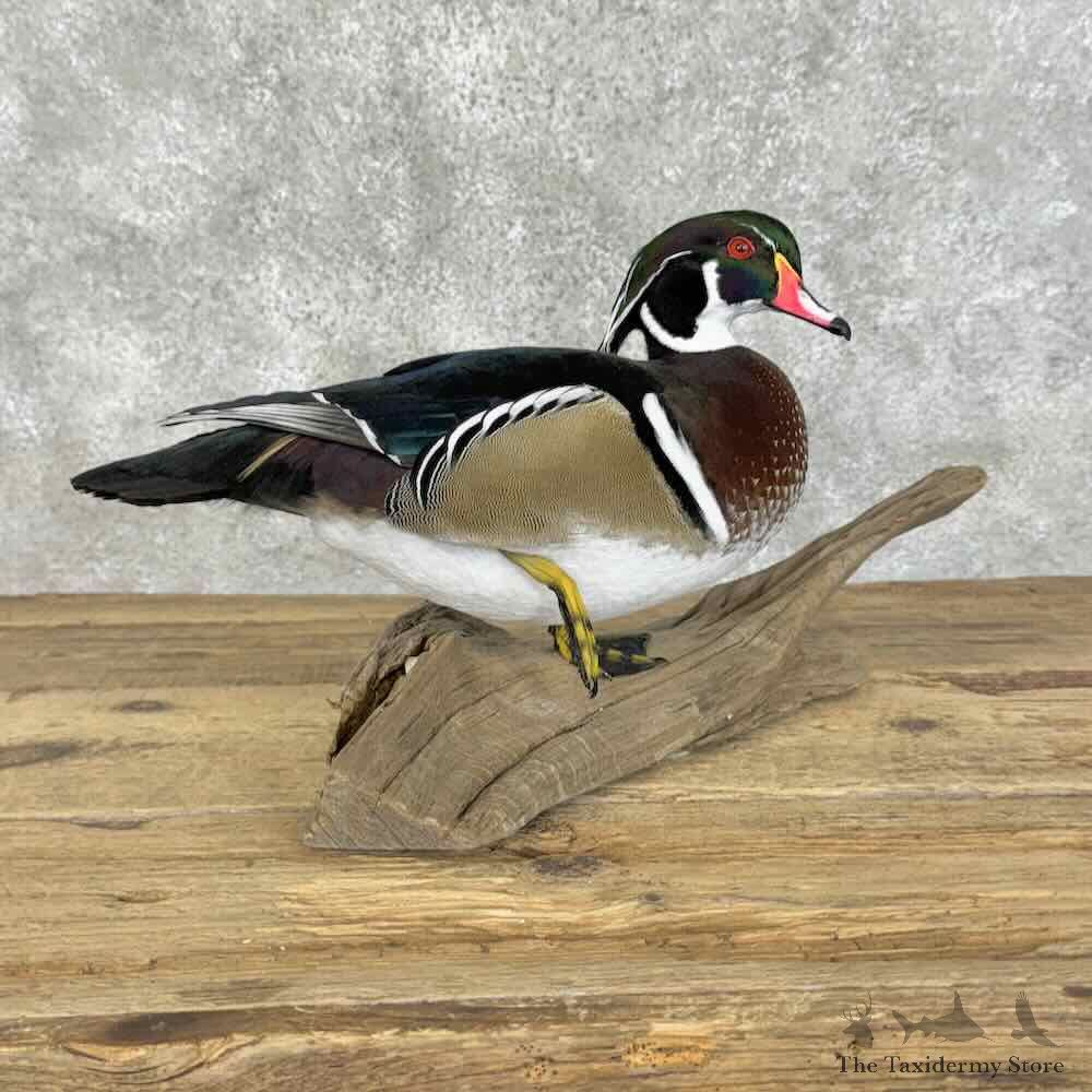 Wood Duck Bird Mount For Sale #31088 @ The Taxidermy Store