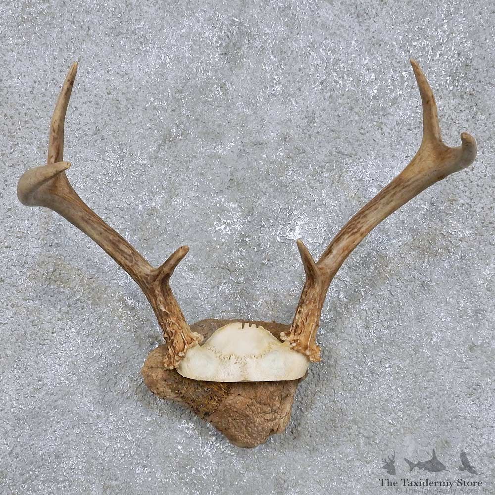 Whitetail Deer Antler Mount For Sale #14290 @ The Taxidermy Store