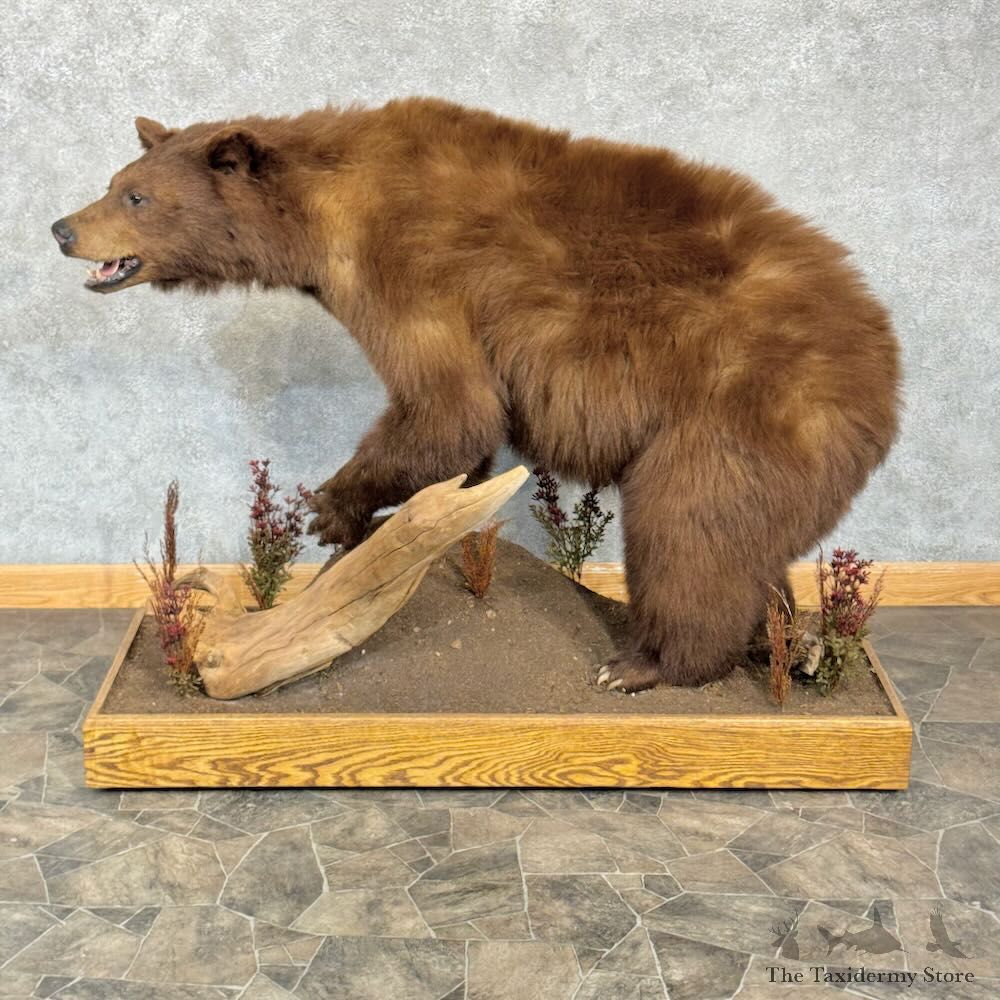 Cinnamon Phase Black Bear Life-Size Mount For Sale #28819 @ The Taxidermy Store