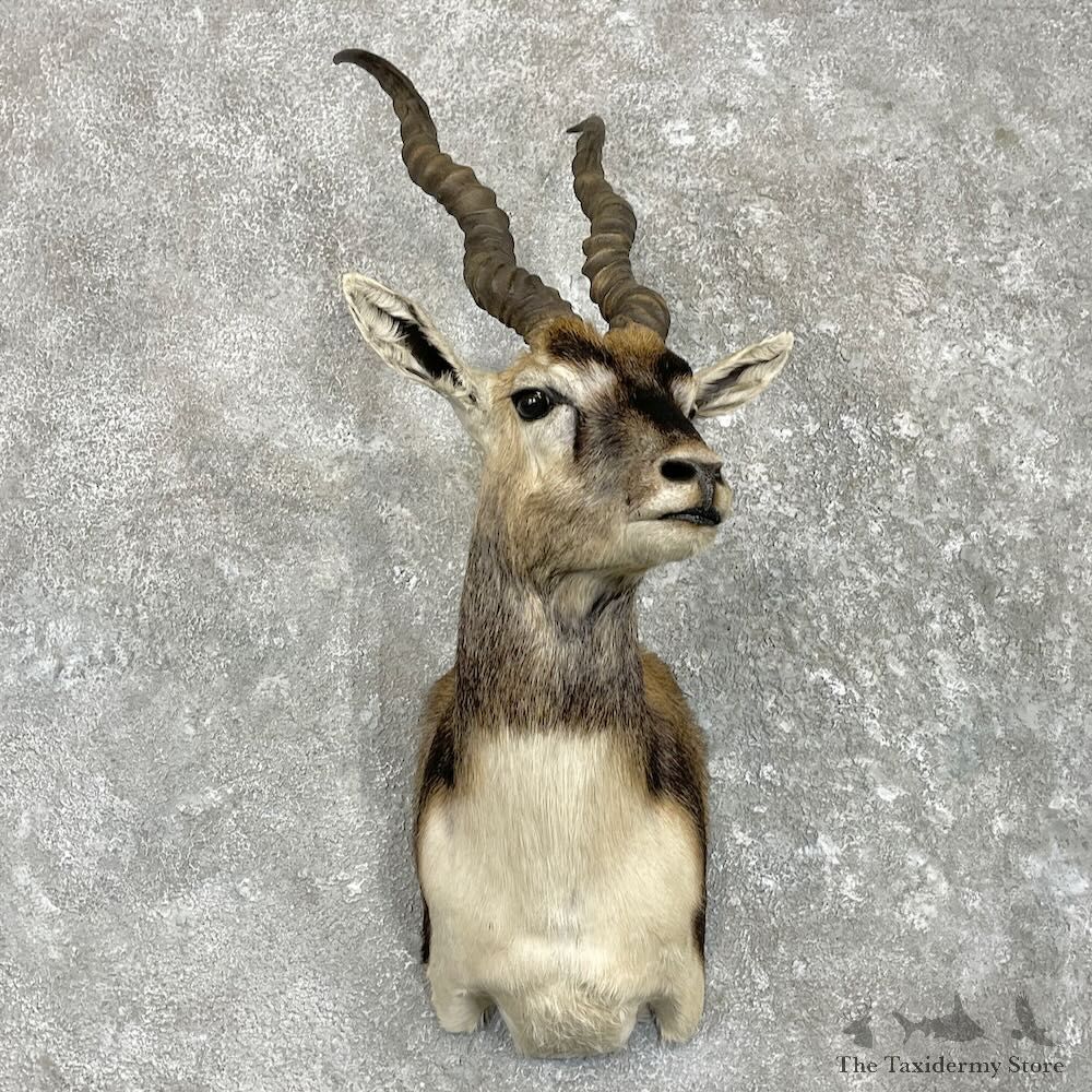 India Blackbuck Shoulder Mount For Sale #27423 @ The Taxidermy Store